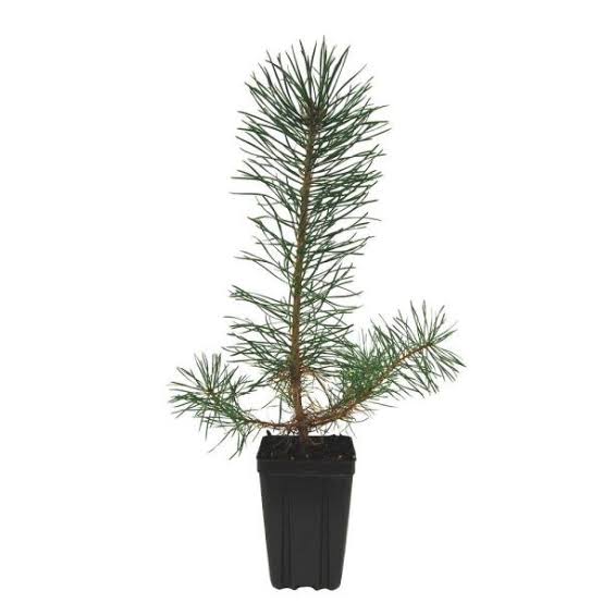 Pine Plant