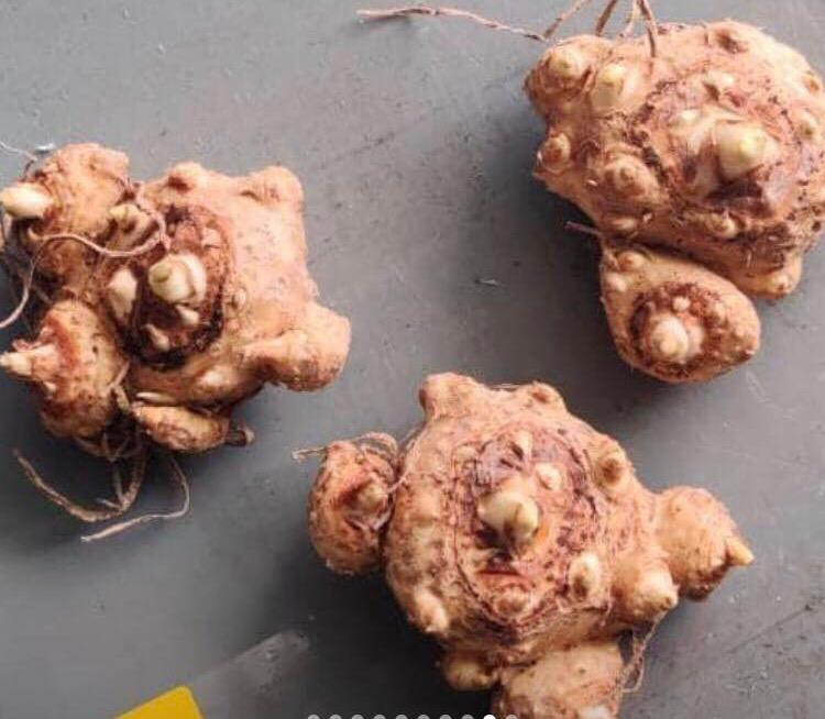 Set Of 2 Calla Lily Bulbs Schwarzwaldr, Florex Gold