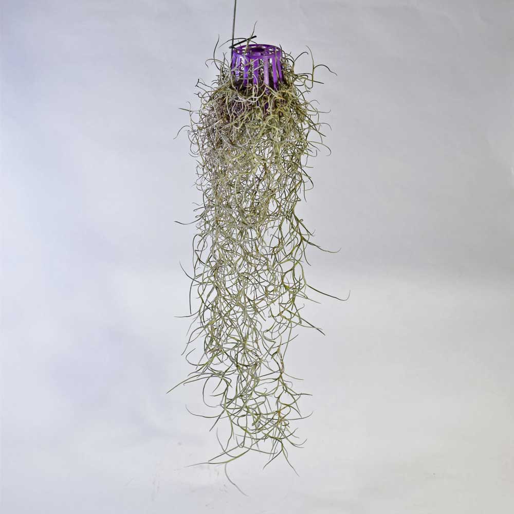 Spanish Moss Tillandsia Usneoides , Air Plant