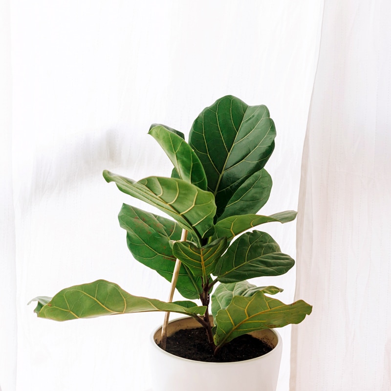 Fiddle Leaf Plant