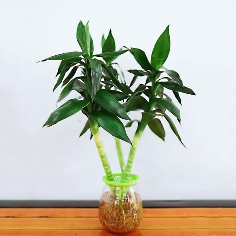 Lotus Lucky Bamboo Plant