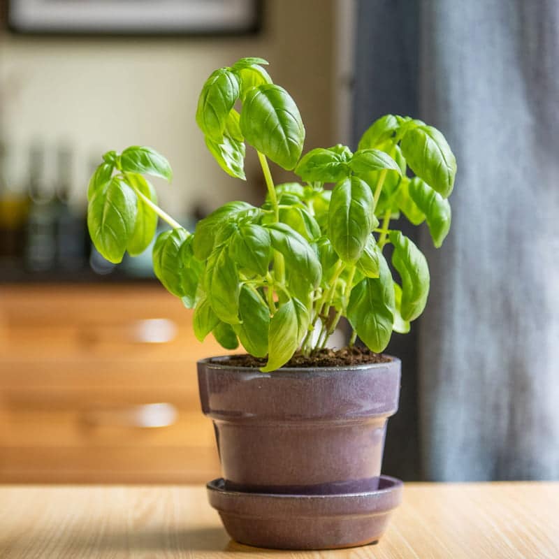 Sweet Basil Plant