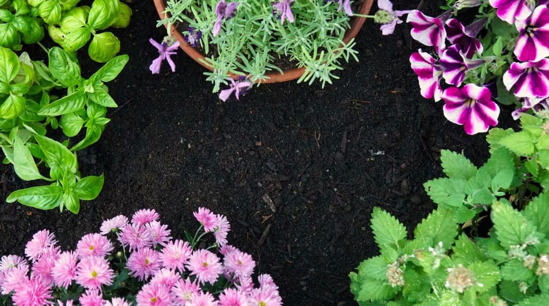 Plants To Keep Bugs And Pests Away From Your Garden