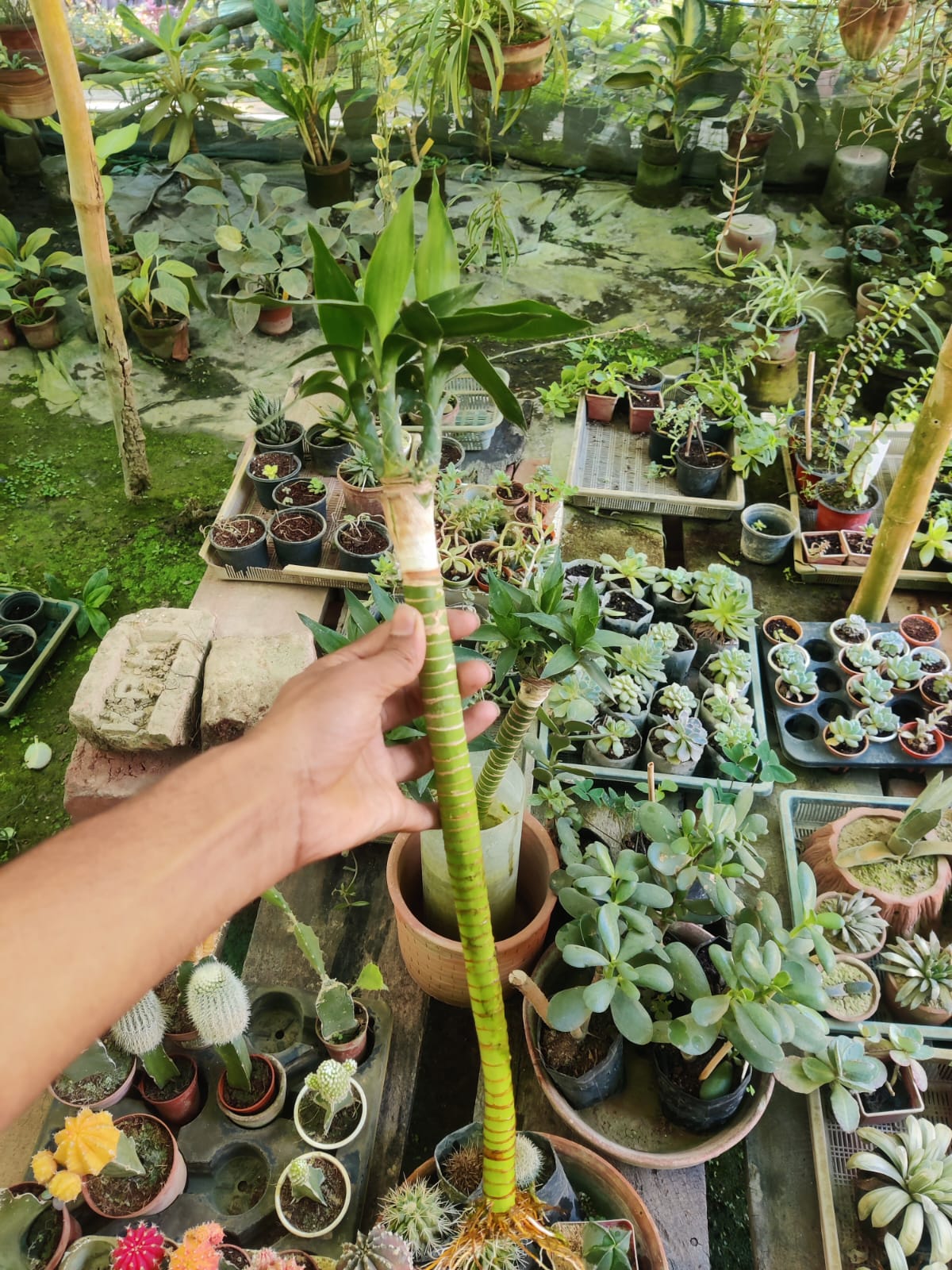 Lotus Lucky Bamboo Plant