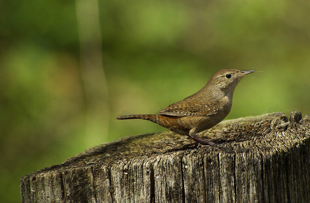NestWatch House Wren NestWatch
