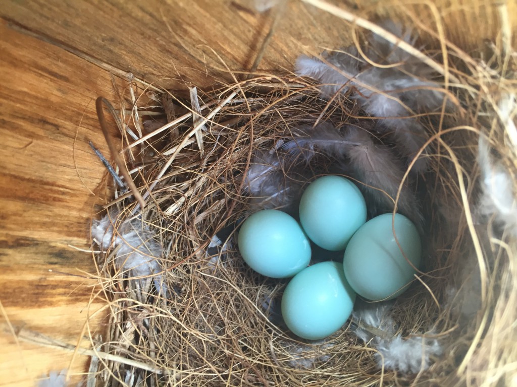 NestWatch Eastern Bluebird eggs NestWatch