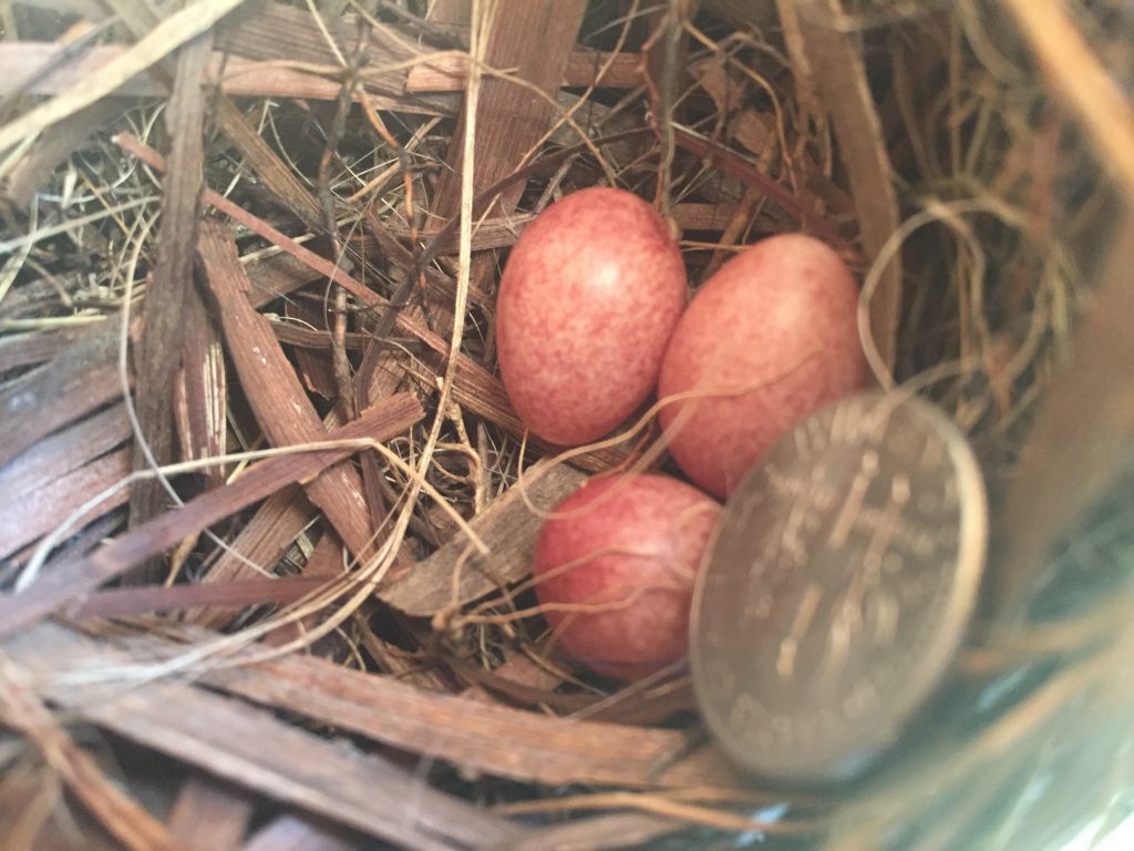NestWatch House Wren Eggs NestWatch