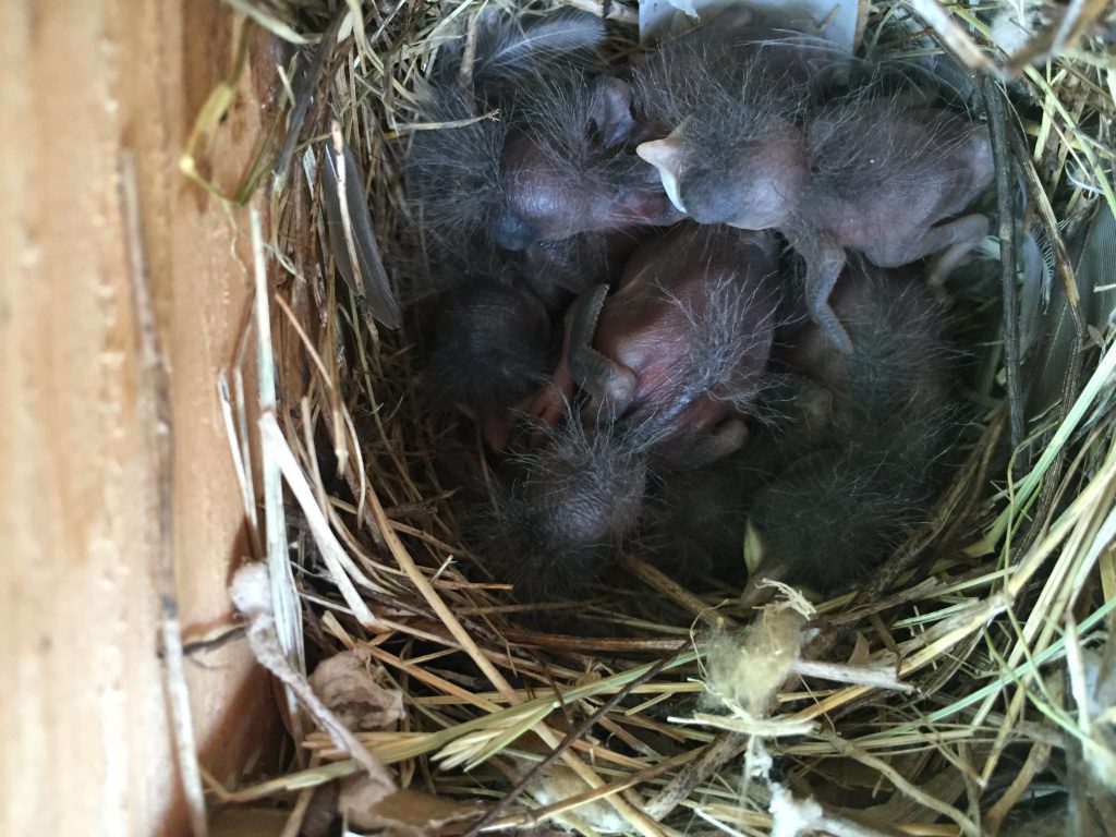 NestWatch Wren nestbox chicks NestWatch