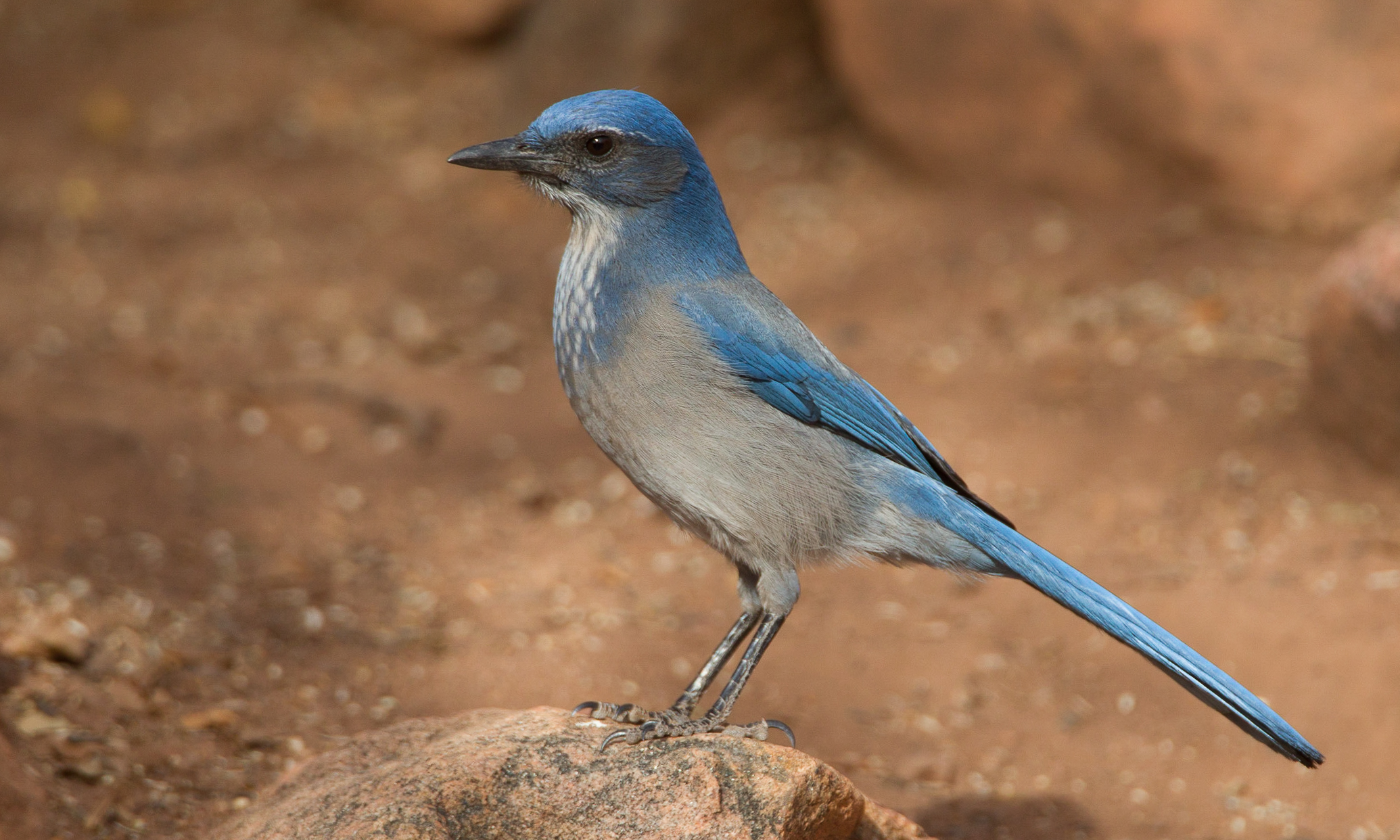 NestWatch Woodhouse's ScrubJay NestWatch