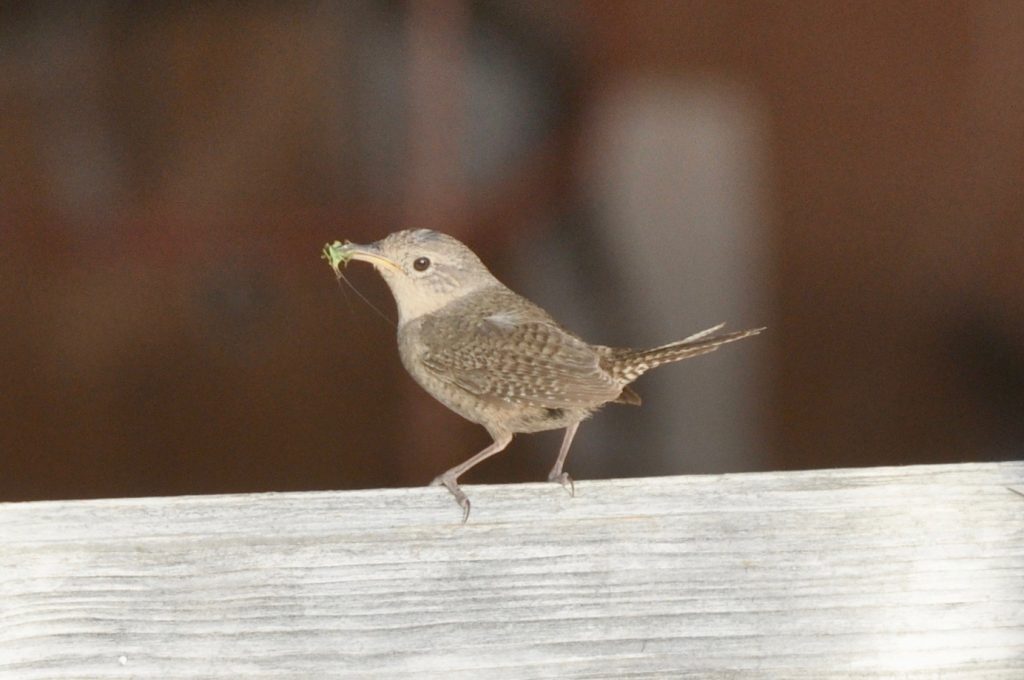 NestWatch House Wrens NestWatch