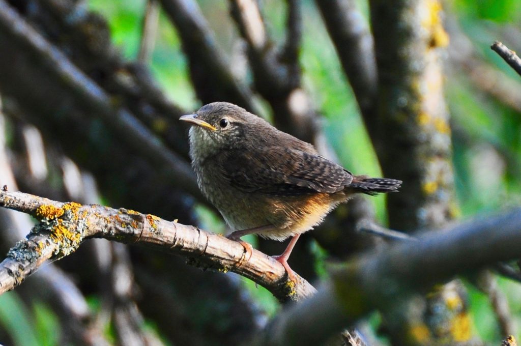 NestWatch House Wrens NestWatch