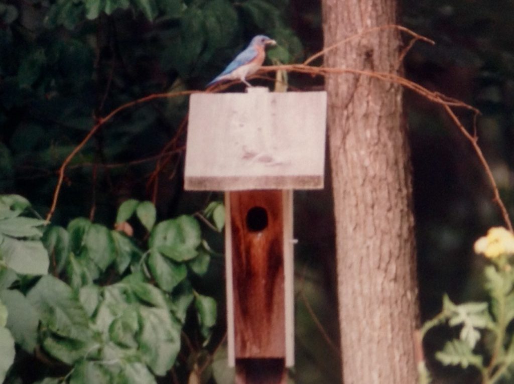 NestWatch Eastern Bluebird nesting behavior NestWatch