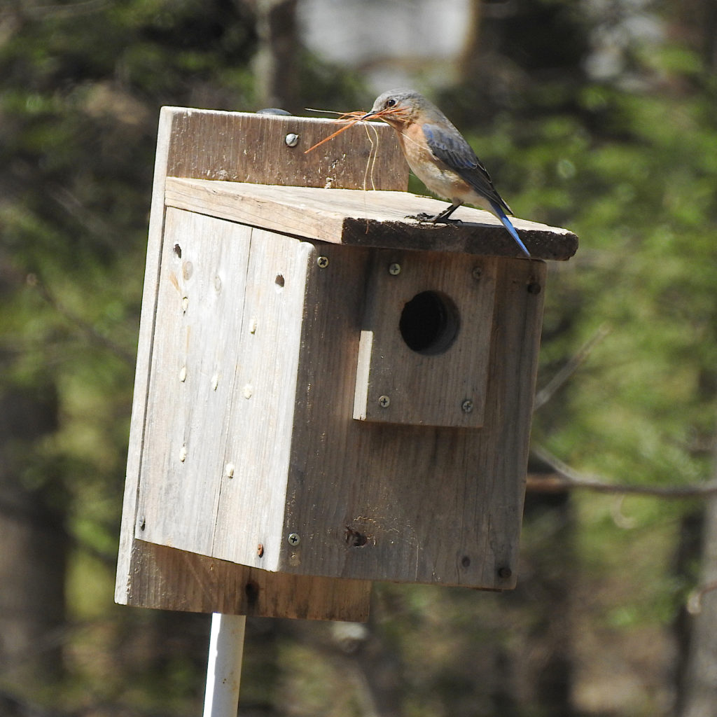 NestWatch Eastern Bluebird Nest Building Underway NestWatch