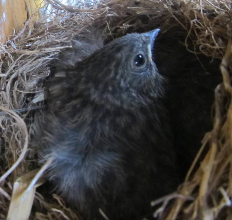 NestWatch Dark Eyed Junco Nest and Fledglings NestWatch