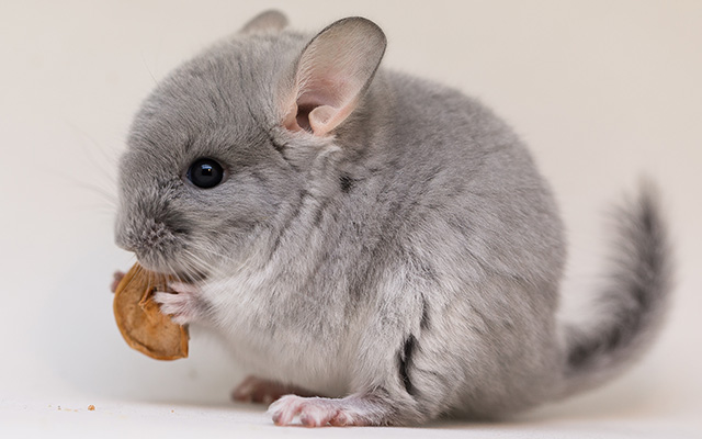 珍しいペットランキング17選!可愛くて安い販売価格のペットから紹介！ ネタバズ