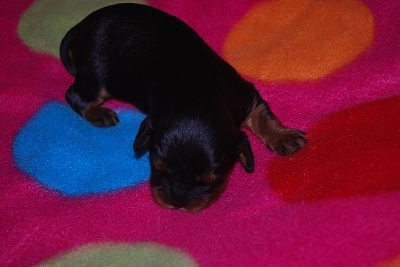 H�r �r en liten s�t kille