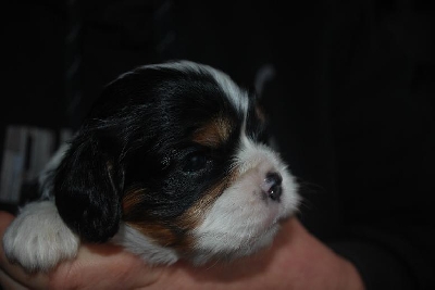 Tove igen