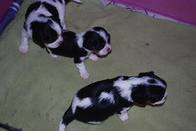 H�r �r alla tre s�tnosarna