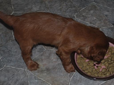 Humlan �ter f�r f�rsta g�ngen ! " J�TTE GOTT "