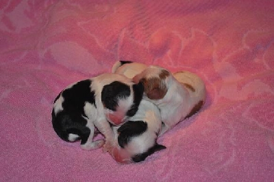 3 sm� s�ta valpar