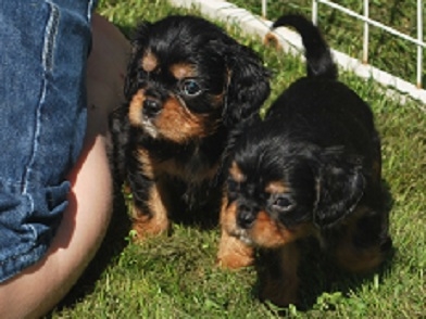 H�r sitter vi och spanar tillsammans med lill husse.