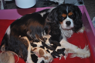 Bella med valpisarna