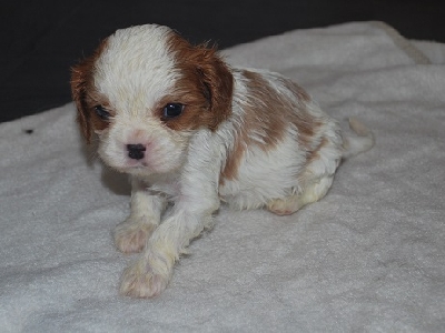 H�r sitter s�ta Rocky och myser