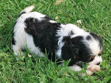 Zansa ligger i gräset