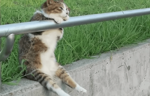 動画 人間みたいに座る変な猫に遭遇 Netgeek