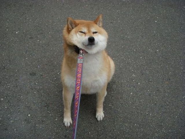 2 断固として散歩を拒否する犬との15の戦いの物語 | Netgeek