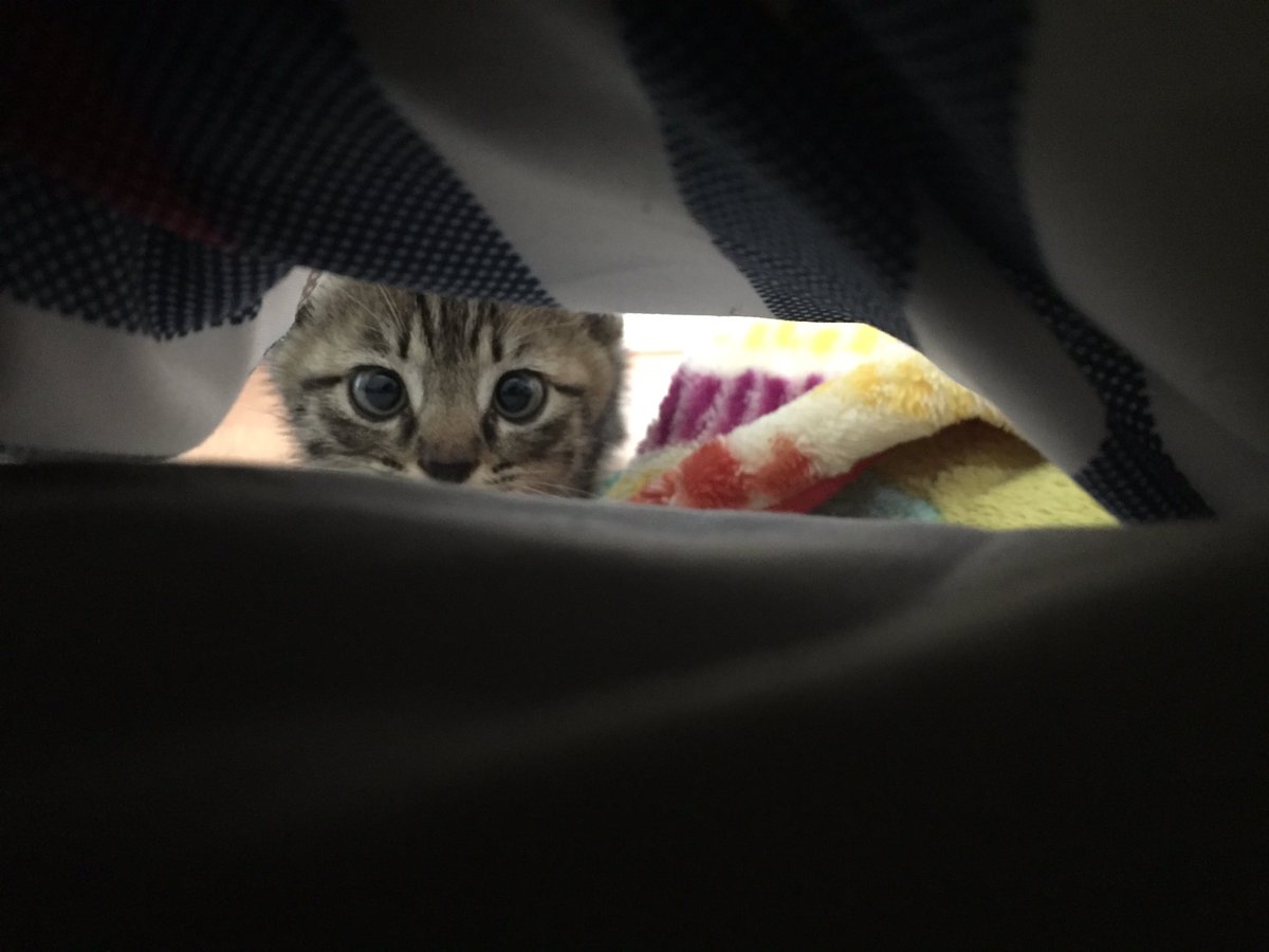 爪とぎ ポケモン 最高のイラストと図面