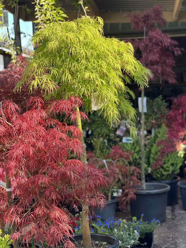 Acer palmatum Weeping Japanese Maples Neth Green