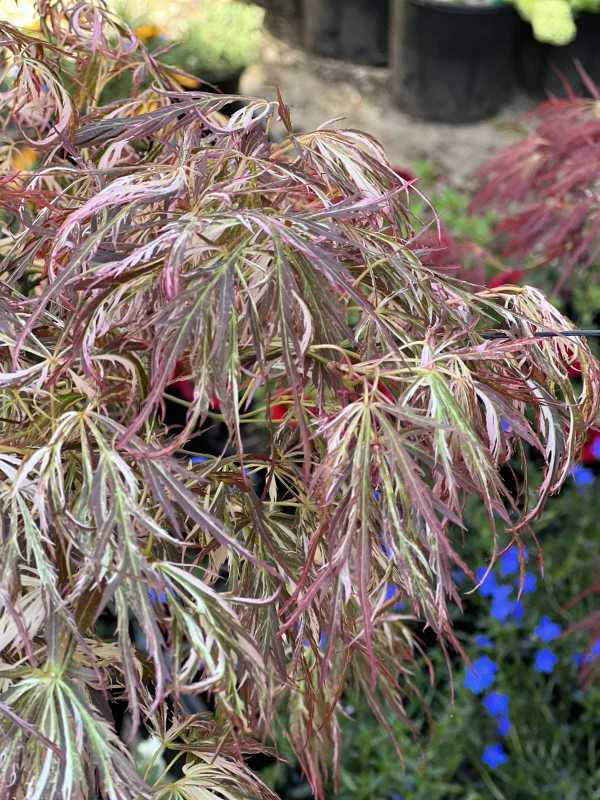 Acer palmatum Weeping Japanese Maples Neth Green