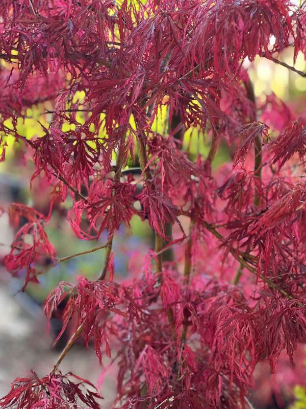 Acer palmatum Weeping Japanese Maples Neth Green