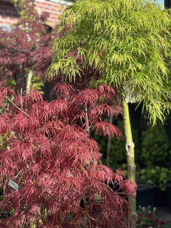 Acer palmatum Weeping Japanese Maples Neth Green