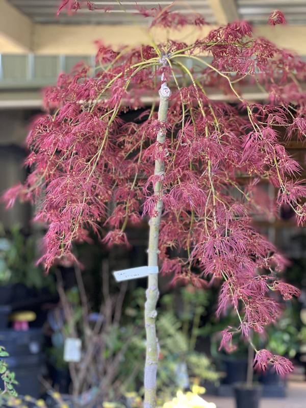 Acer palmatum Weeping Japanese Maples Neth Green