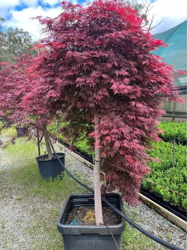 Acer palmatum Advanced Weeping Japanese Maples Neth Green