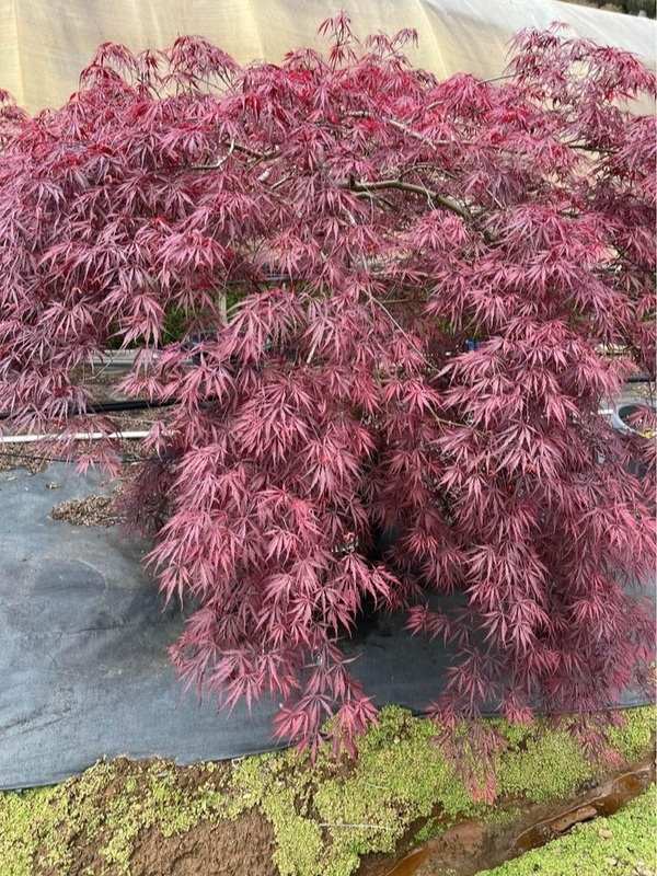 Acer palmatum Advanced Weeping Japanese Maples Neth Green