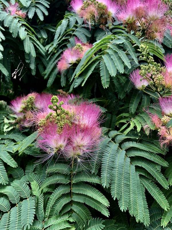 julibrissin Persian Silk Tree Neth Green