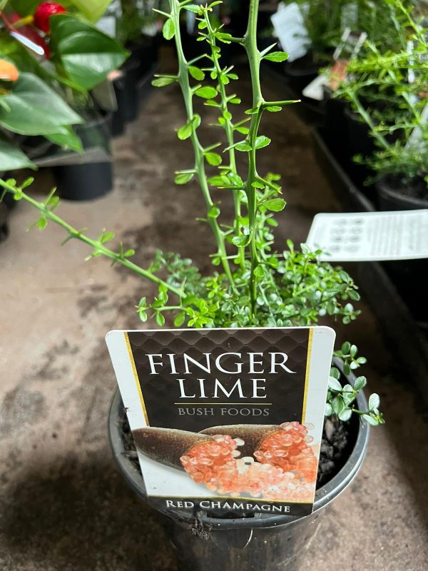 Native Finger Limes Neth Green