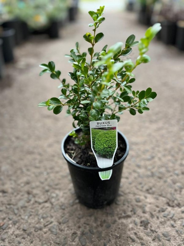 Buxus microphylla var. japonica Japanese Box Neth Green