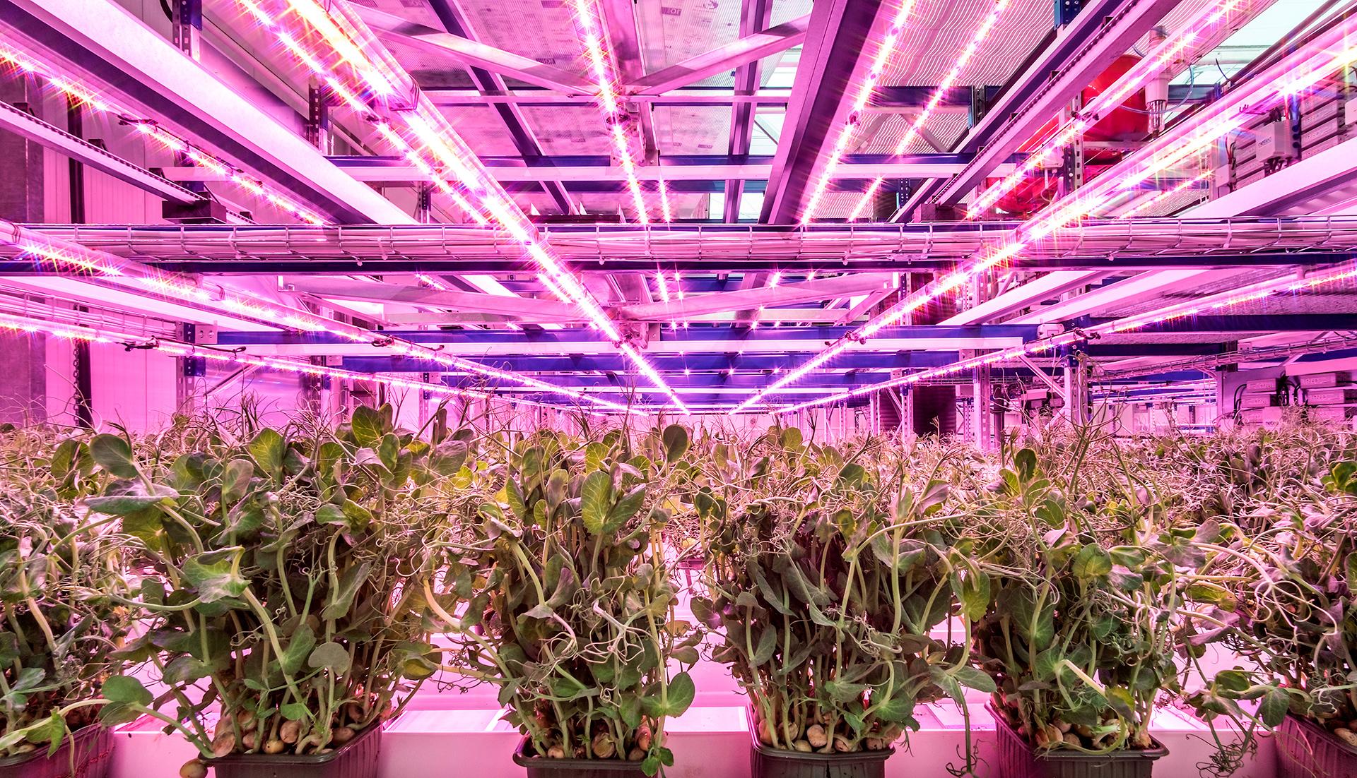 Fairy tales of white light Does white LED light give better growing