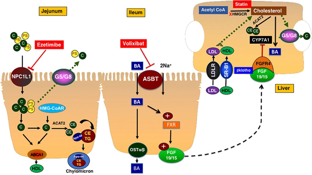 Cholestyramine vs. Other CholesterolLowering Medications A Comparison