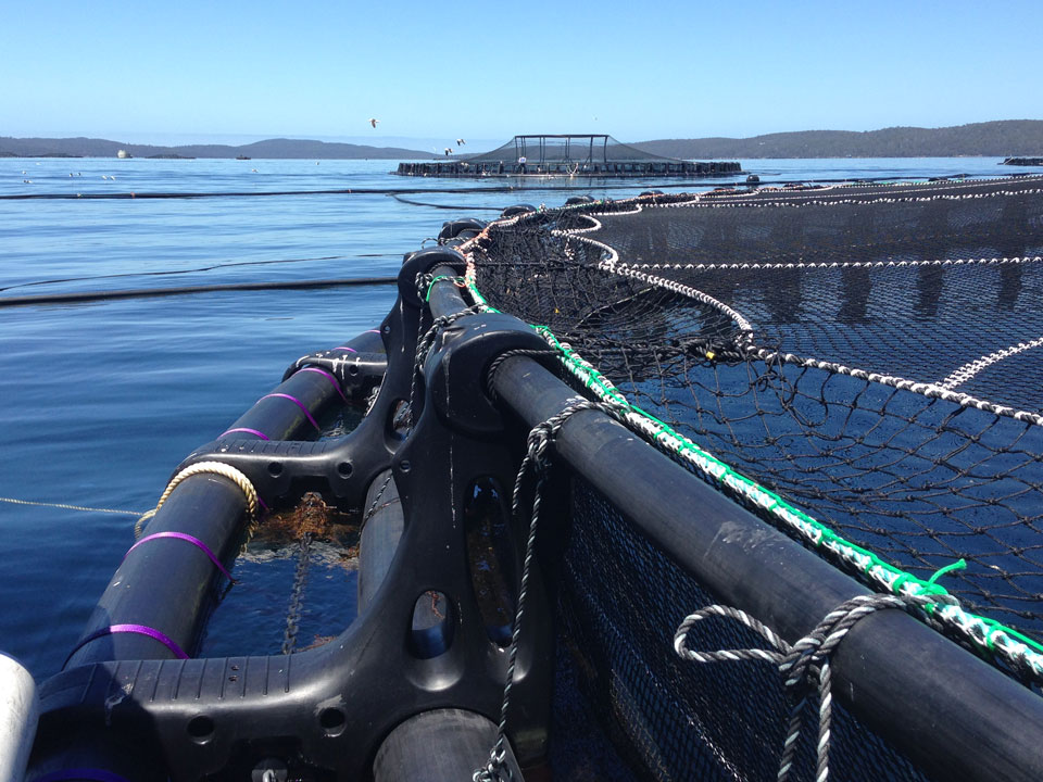 High Tenacity Bird Net Nets Tasmania