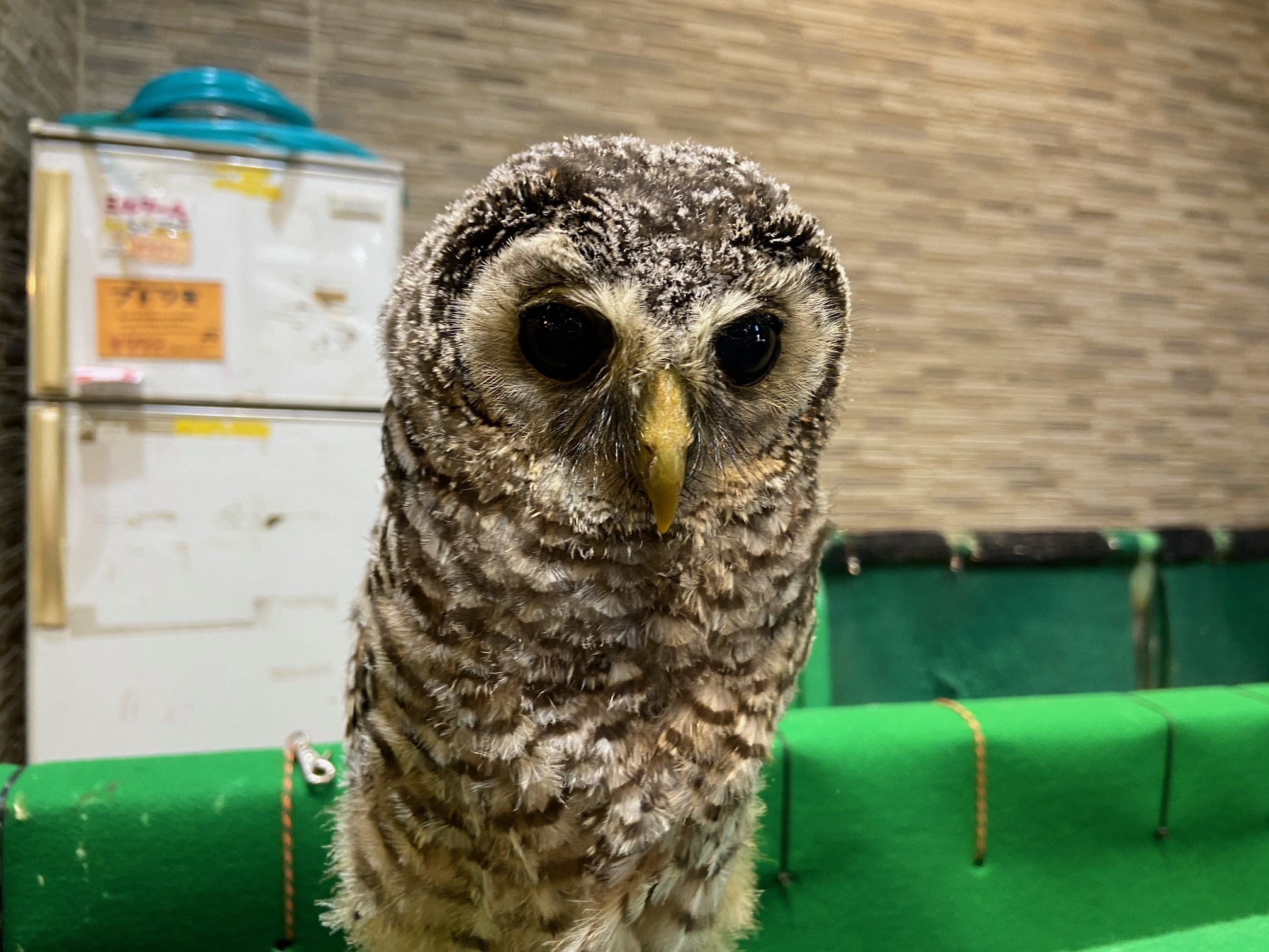 チャコモリフクロウの写真素材 [16824214] - Pixta チャコモリフクロウのヒナが入荷しました！！（熱帯倶楽部 本店） | 熱帯倶楽部