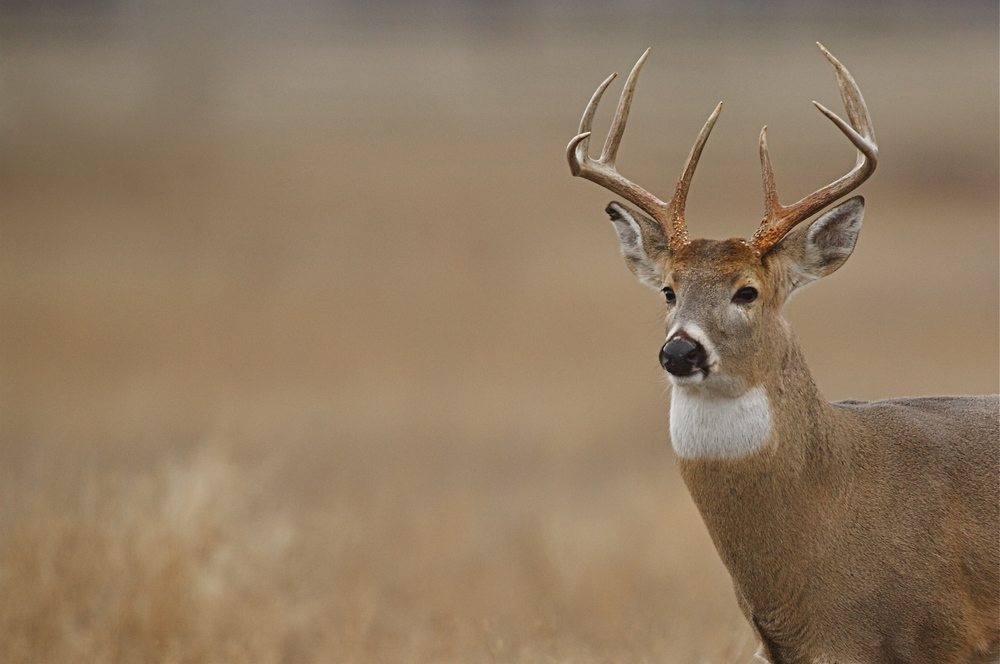 Deer Management 101 The Basics