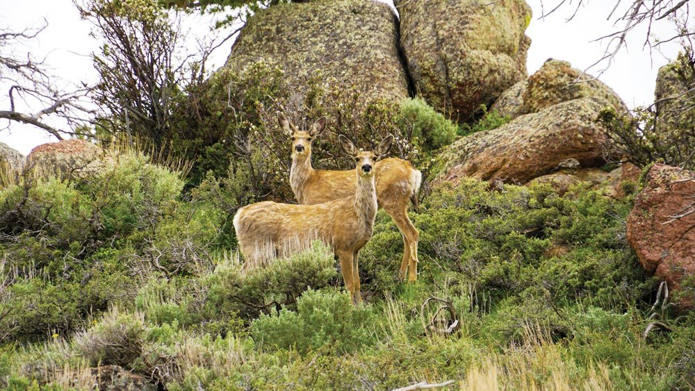A Labor of Love Wyoming's Chugwater Creek Ranch