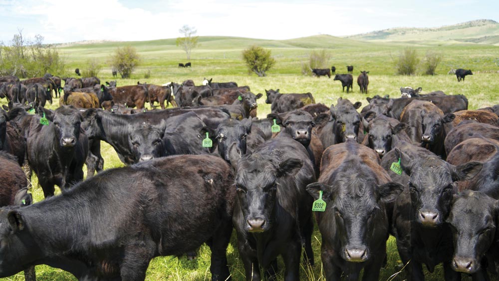A Labor of Love Wyoming's Chugwater Creek Ranch