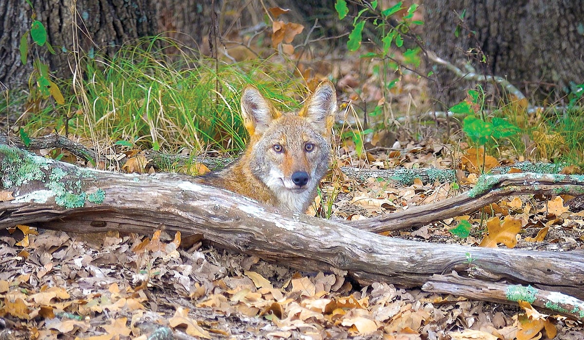 Listing of the Week White Oak Creek Ranch