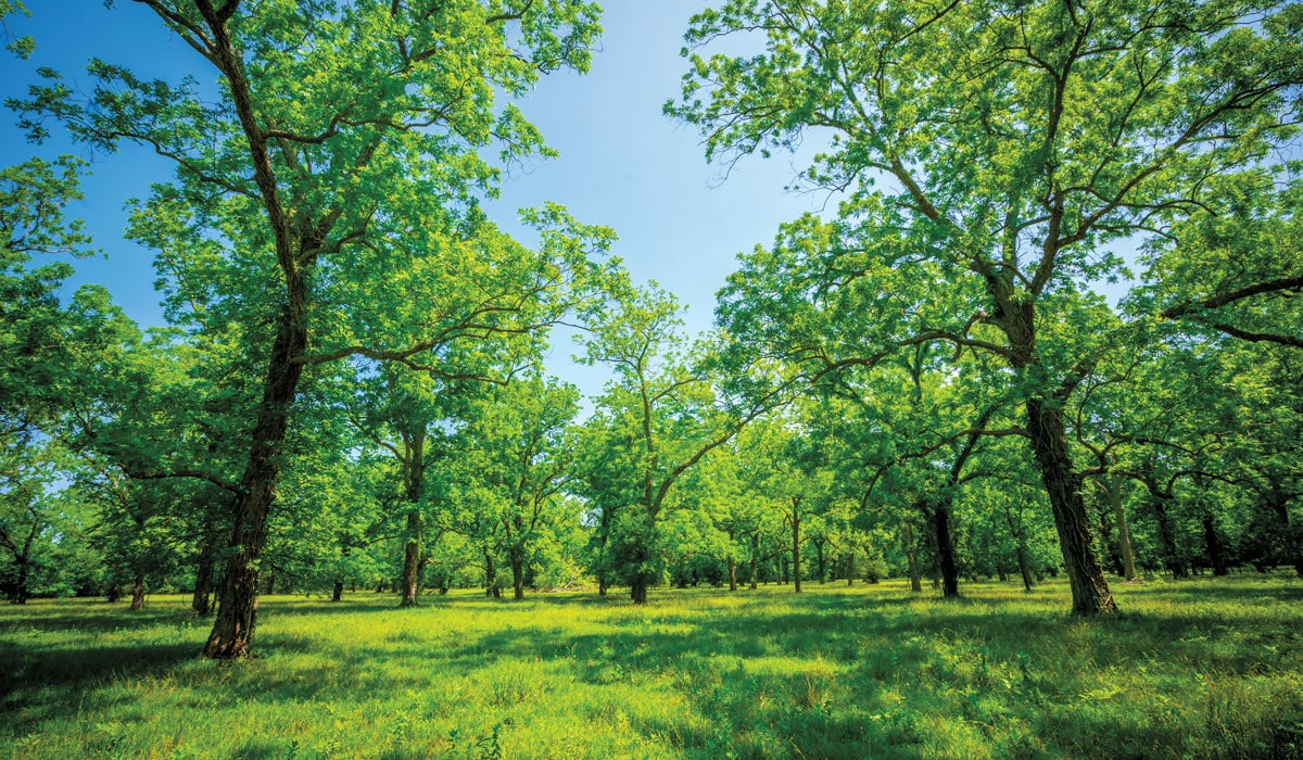 Featured Listing San Bernard River Ranch